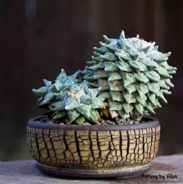 大叔养多肉20年，一片叶子上万块，盆盆都快成精了！