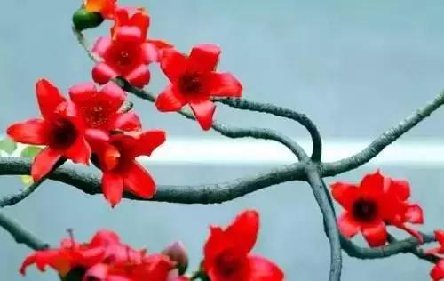 河南城市的市花有哪些花,全国56市市花图片