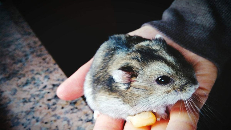 养仓鼠改掉咬笼子的这个坏习惯,仓鼠咬笼子嘴巴出血怎么办