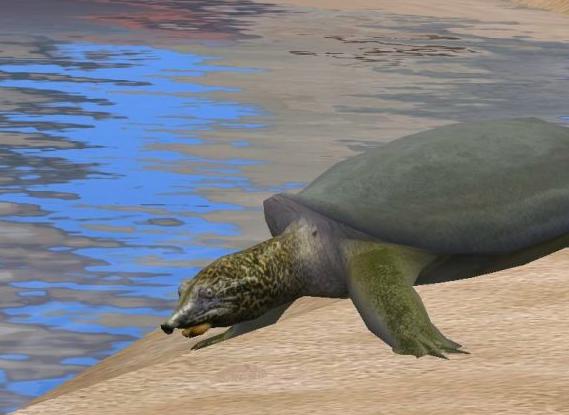 斑鳖这种动物已经灭绝了吗,中国唯一一只斑鳖死亡