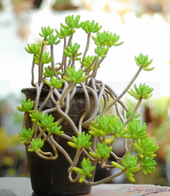 哪些多肉适合养老桩?多肉老桩摆窗台最精致了,看一眼就忘不了