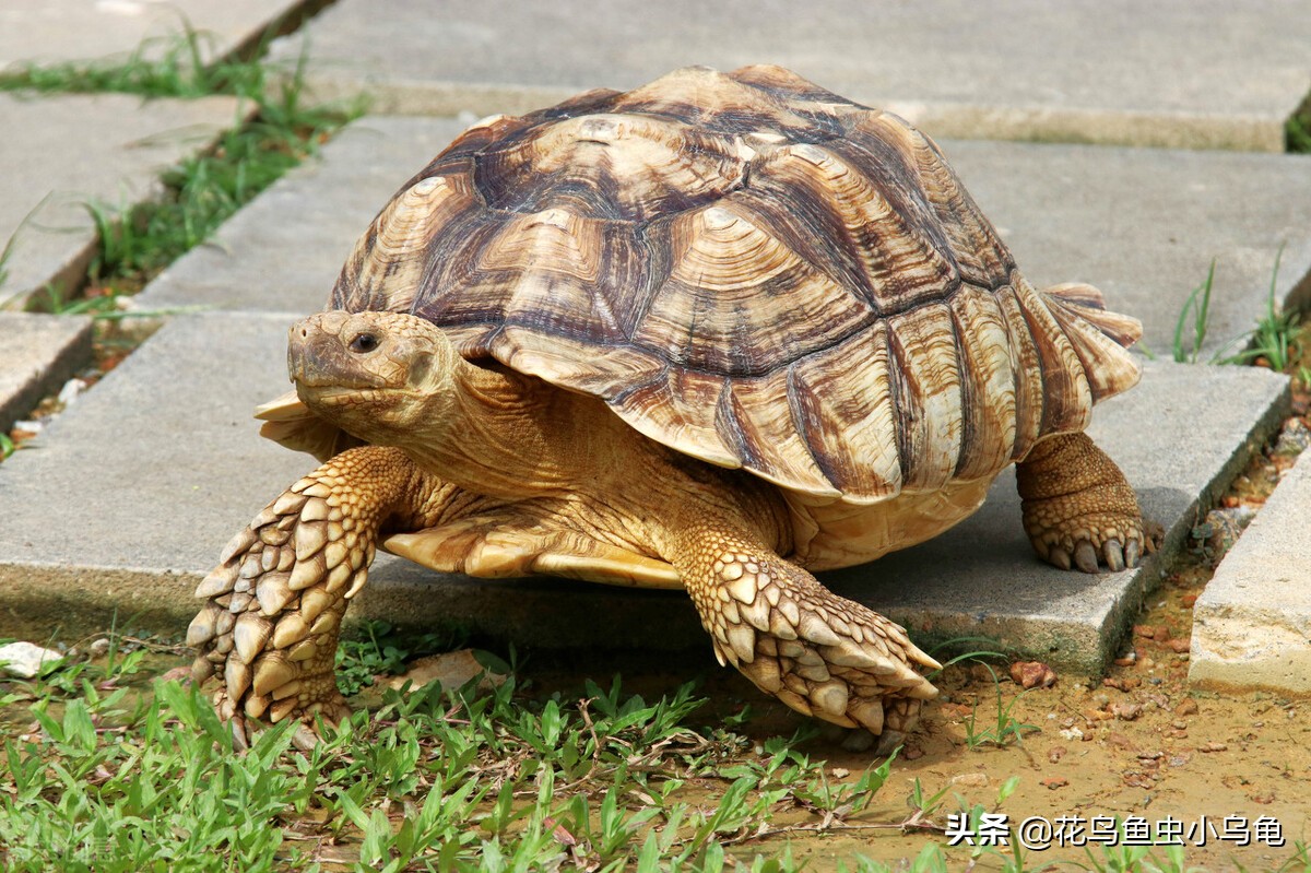 养乌龟要放多少水最好,养乌龟到底该放多少水