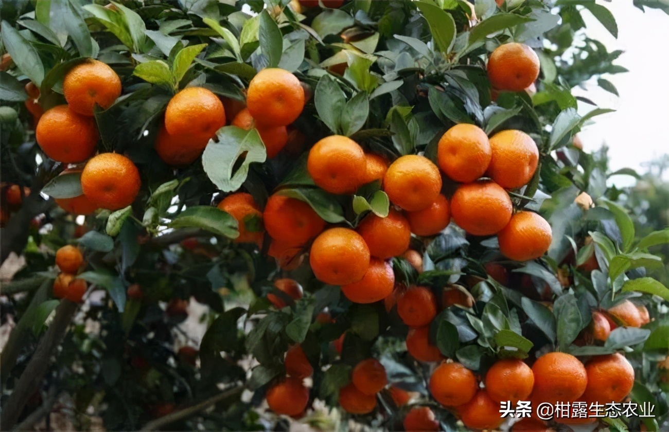 今年南丰蜜桔价格走向,今年南丰蜜桔为什么价格较好