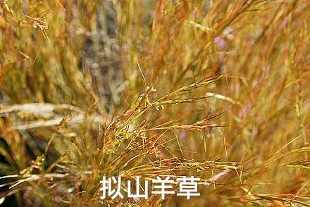 各种蔬菜水果祖先的样子,各种蔬菜祖先