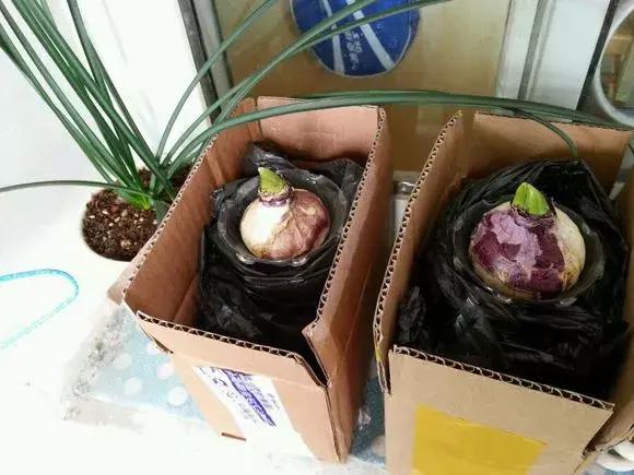 开过的风信子怎么处理,开过花的风信子怎么留种子