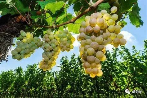 世界最好的起泡酒,列举三款世界最著名的起泡酒