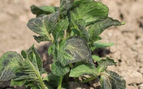 玉米土豆冻害怎么办,土豆霜冻怎样预防