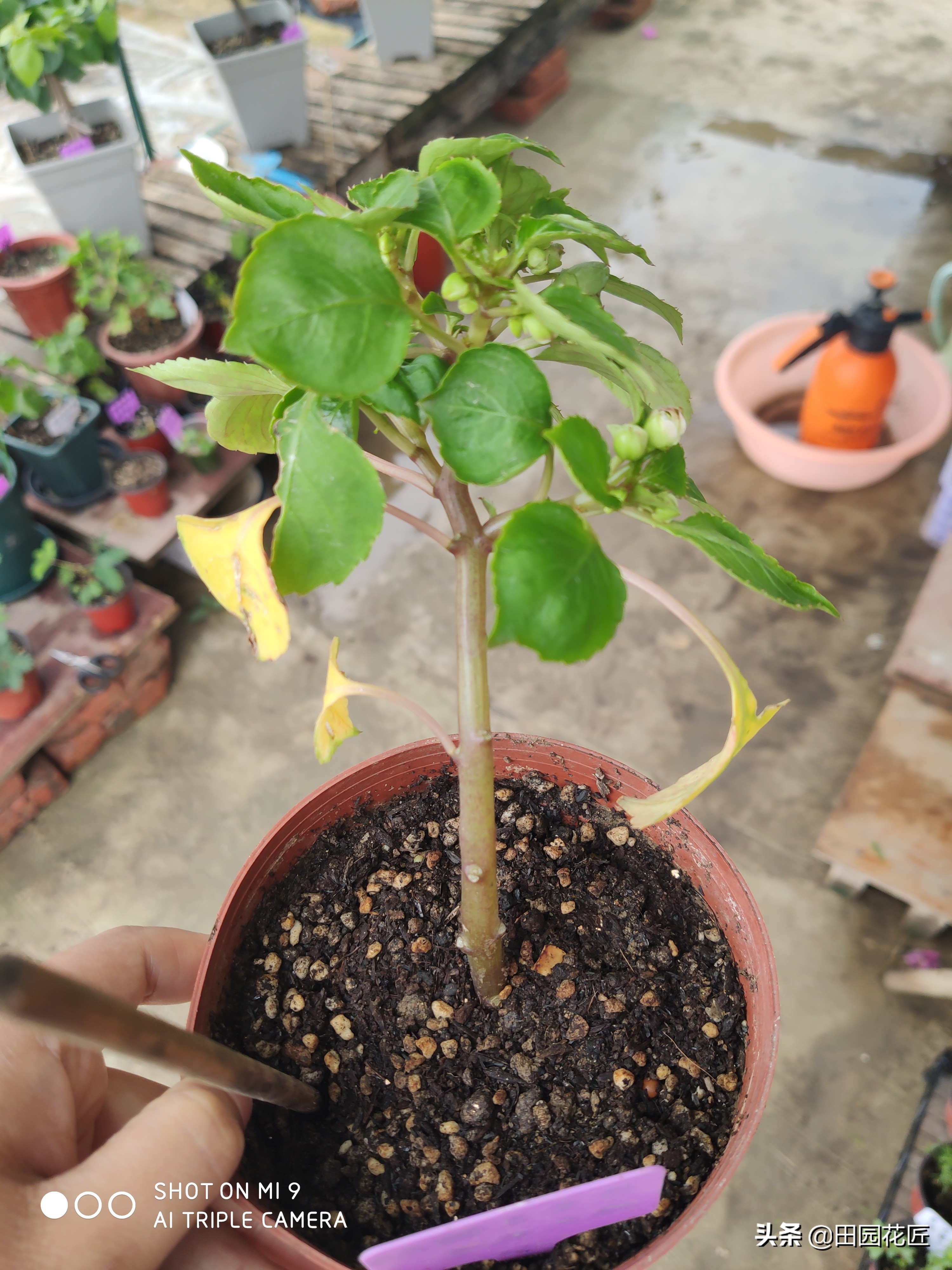 非洲重瓣凤仙，度夏困难易死株？其实不然，只因您没有这样养护