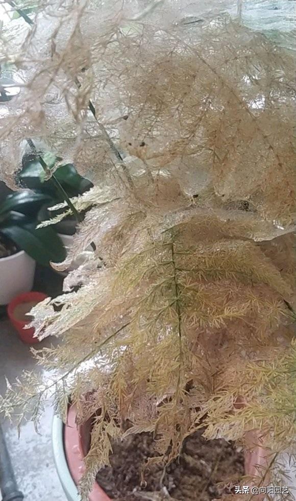 凤尾竹叶子发黄有蜘蛛网怎么补救,文竹叶子出现蜘蛛网发黄