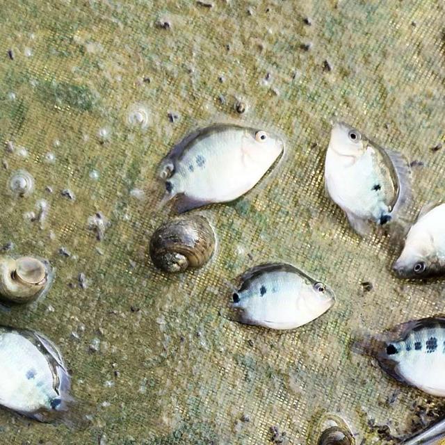 鹦鹉鱼和发财鱼打架,发财鱼鹦鹉鱼混养吗