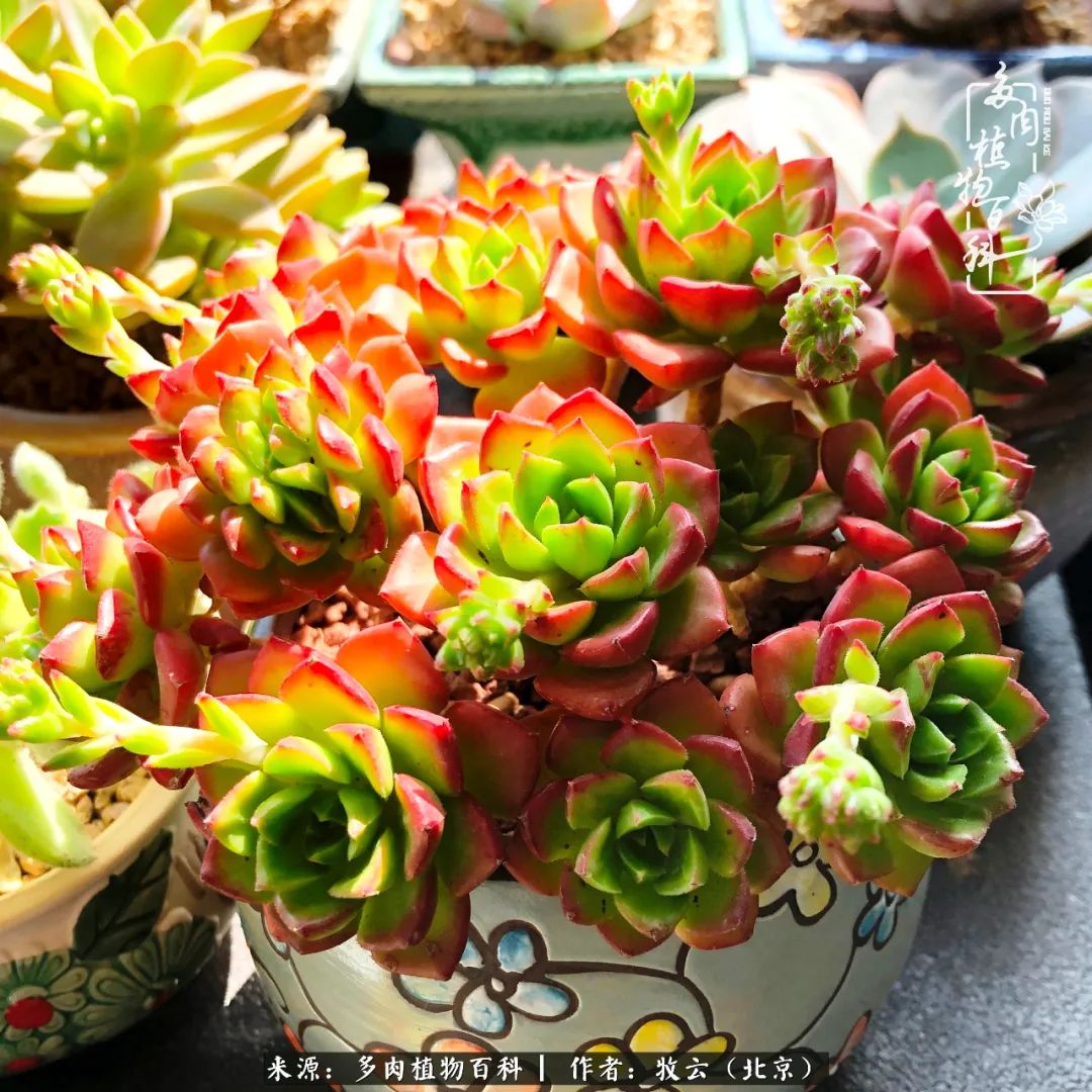 多肉植物生活,多肉生活充满诗意