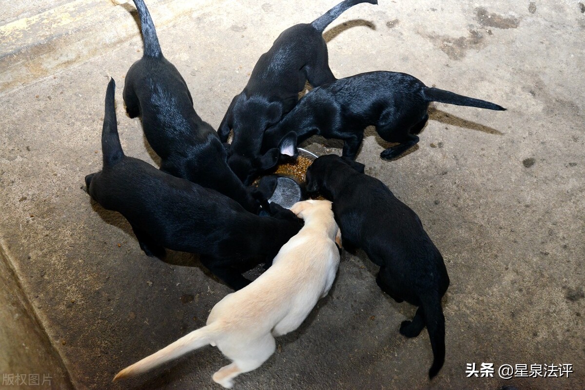 宠物侵权赔偿责任,被宠物猫抓了可不可以索赔误工费