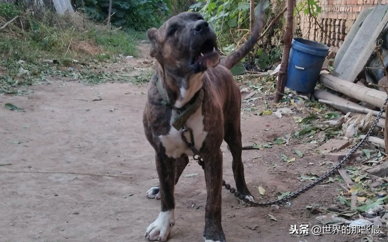 可以轻松击败大型猛兽的猛犬,能打过猛兽的猛犬