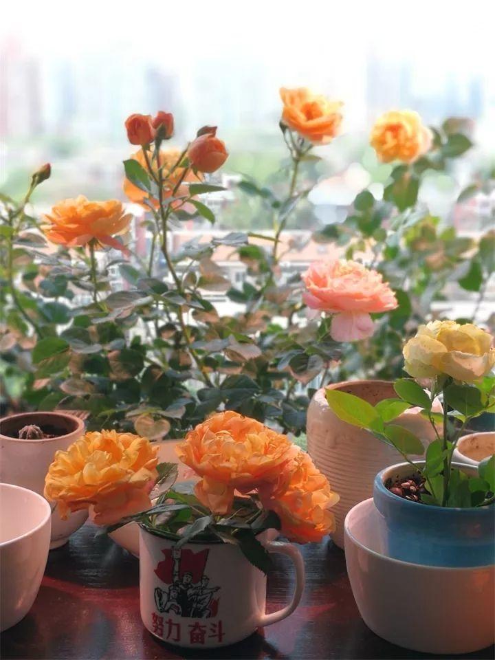 养花新手不知道养什么，就选这几种植物，轻松养爆盆