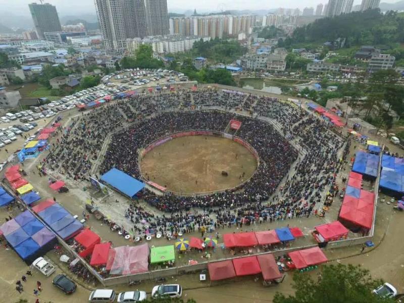 贵州斗牛失控伤人牛被处死,斗牛被牛撞到的人