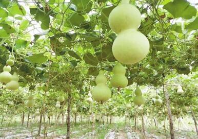 葫芦非遗文化传承人,葫芦烙画非遗传承