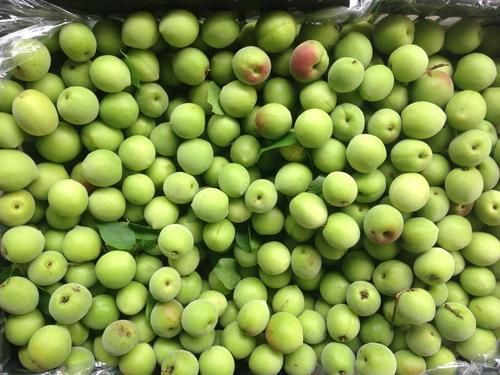 望梅止渴的梅是什么梅子,望梅止渴的梅指是果梅还是花梅