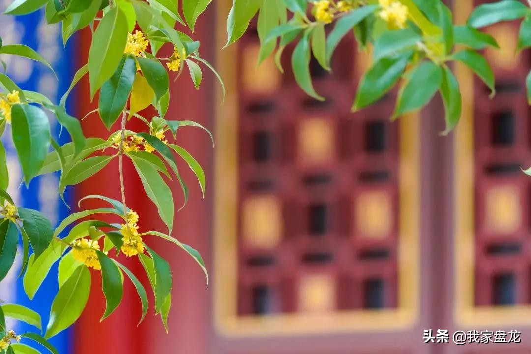 在盘龙的桂花香里，亲吻这个秋天|黑龙潭公园美图大赏