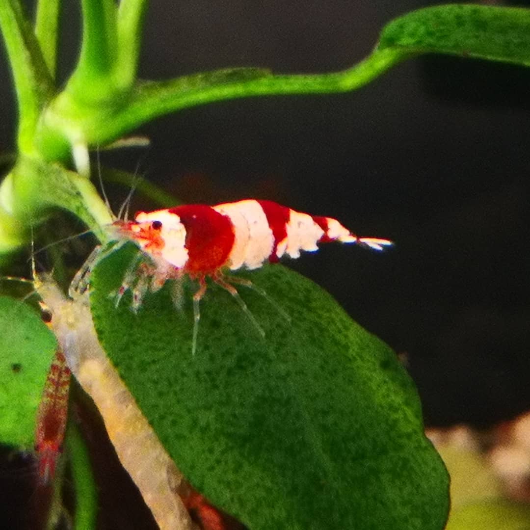 红花虎水晶虾如何养爆缸,如何让水晶虾快速繁殖