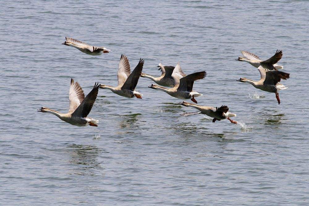 大雁属于什么类动物,我们常说的鸿雁来自哪个故事