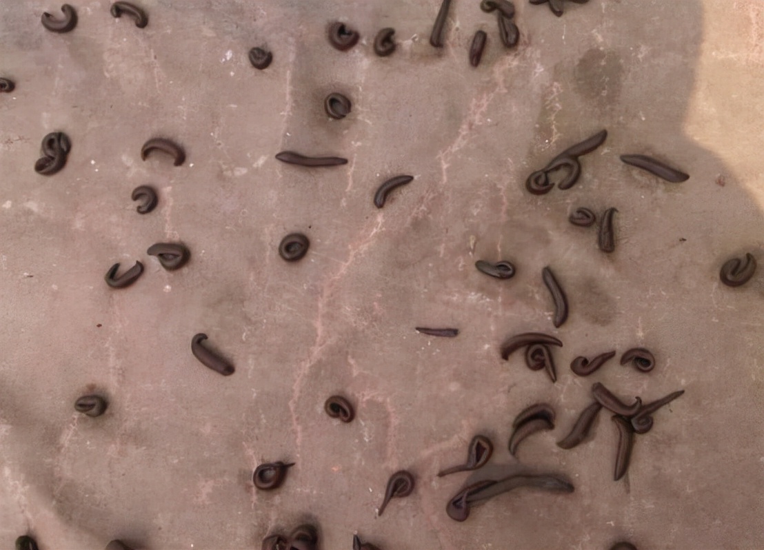 如果蚂蟥进入呼吸道能存活多久,蚂蟥寄生到体内多久能长大