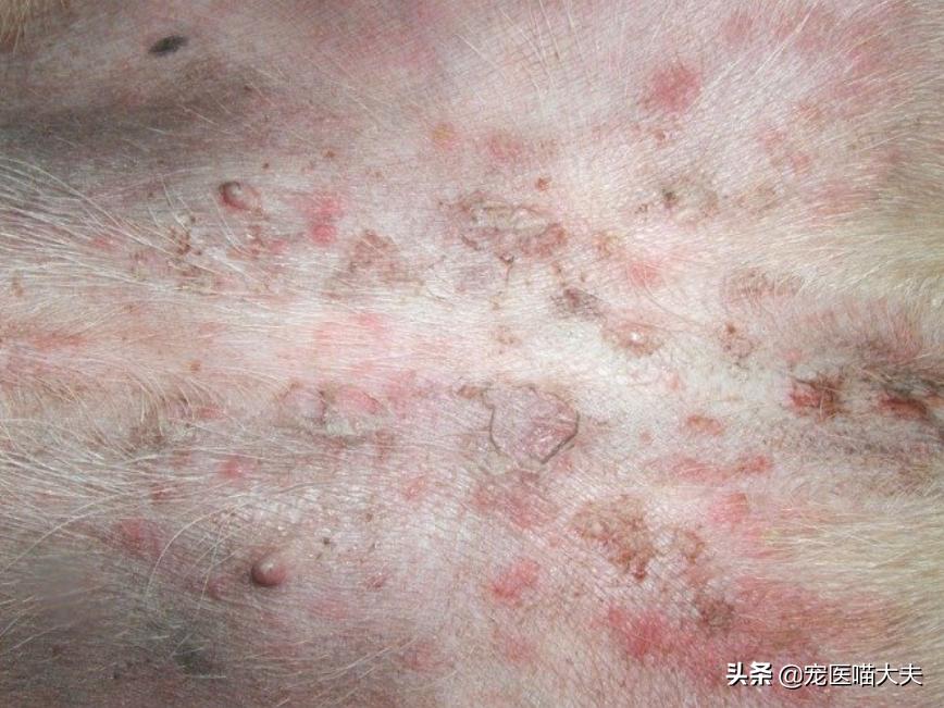 夏天狗狗得皮肤病,为啥狗狗总换季的时候得脓皮症
