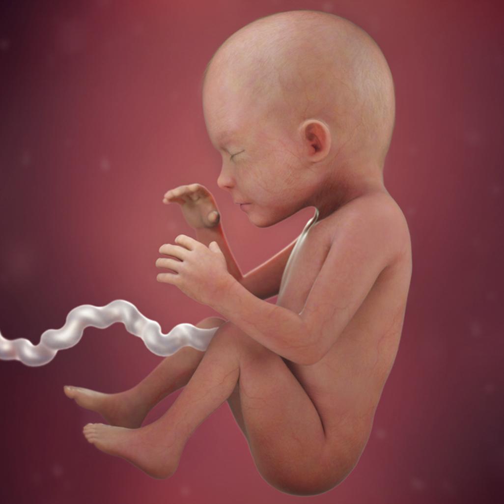 怀孕40周胎宝宝每周长什么样,怀孕40周胎停什么原因