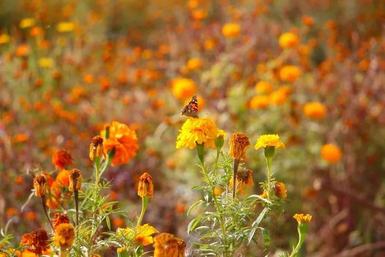 *疆新**的蝴蝶，惊世骇俗