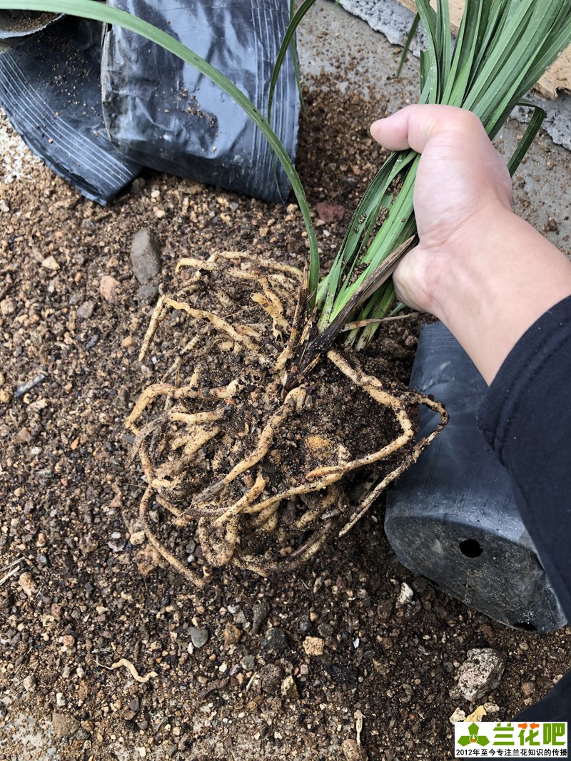 种兰花用粗砂好还是细砂好,粗砂混合土壤可以养兰花吗