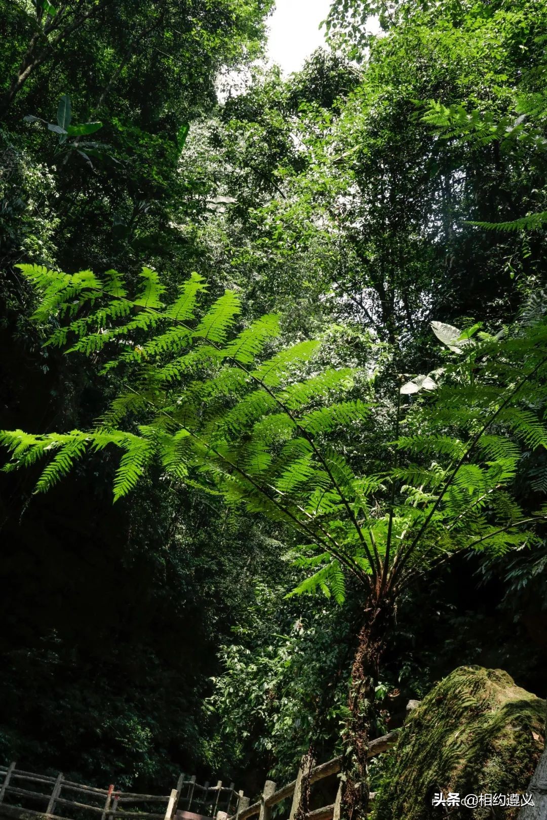 赤水大瀑布 侏罗纪公园 (世界唯一保留的侏罗纪原始公园)