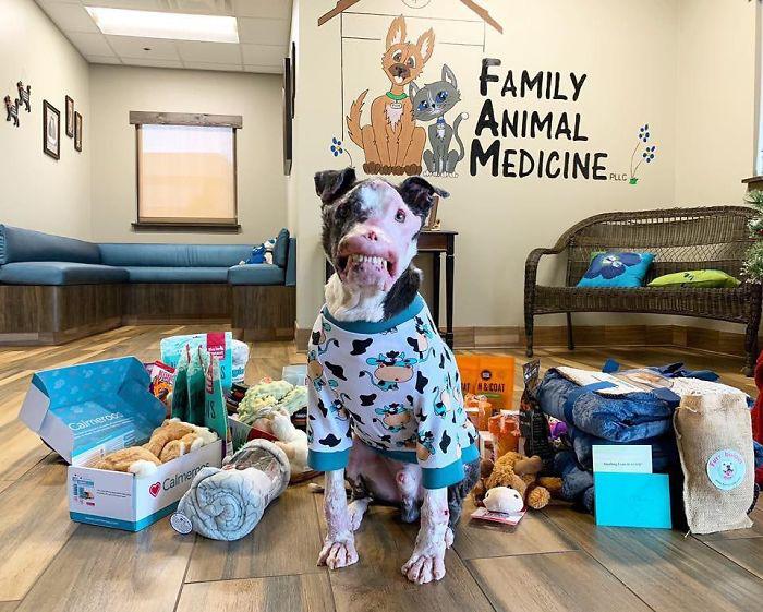 狗丑遭人嫌？虽饱受病痛折磨，但上天格外垂怜！网友：一样是宝贝