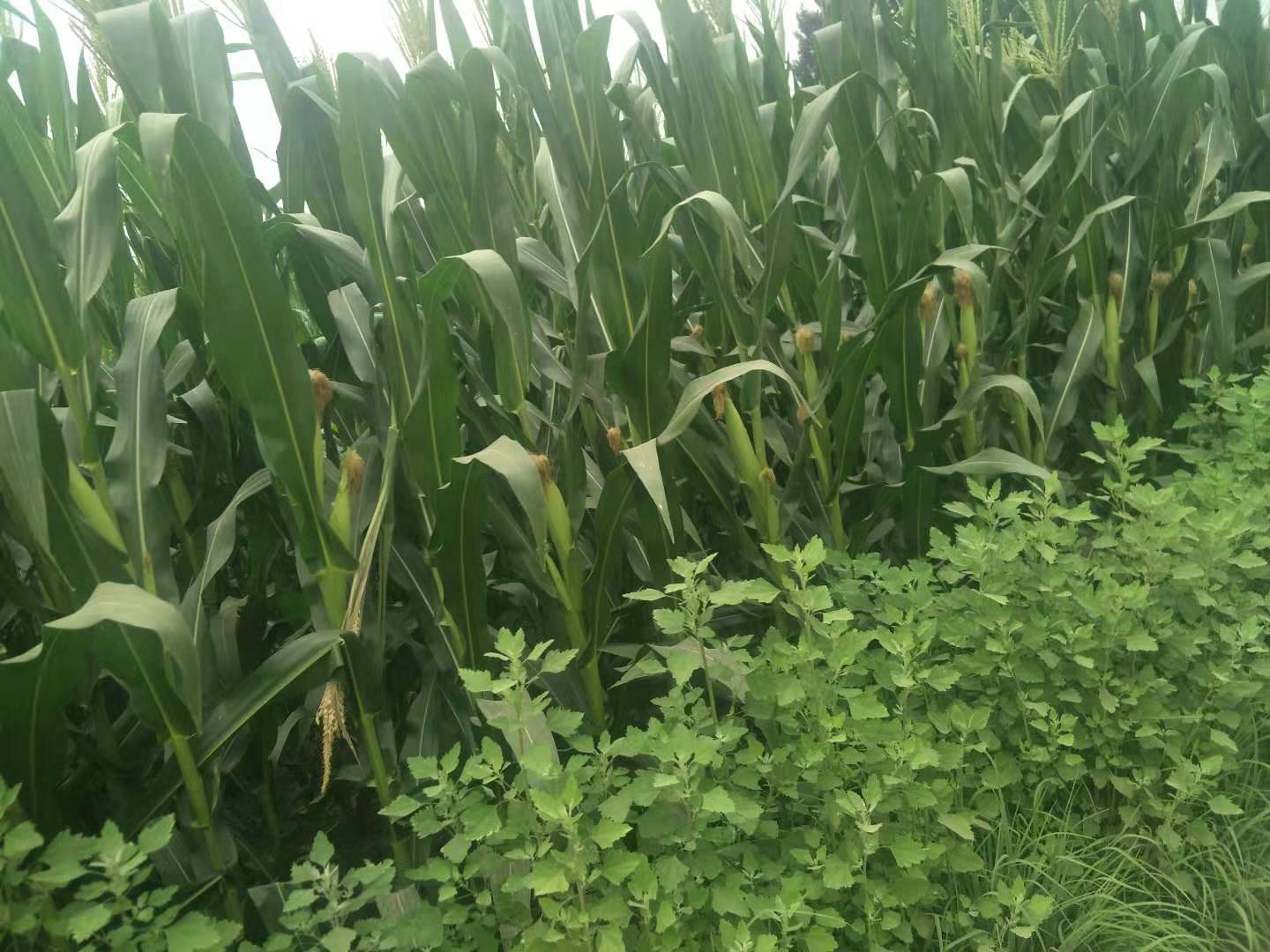 玉米苗长的又粗又矮，还不长玉米粒，这是玉米得了粗缩病