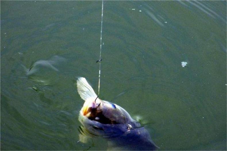 最有效提高中鱼率的钓组,上鱼最容易的抛竿钓组
