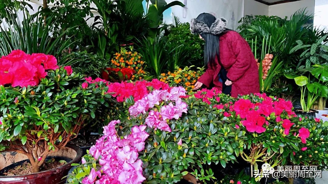 春节临近，周至这条街的花市升温！你知道哪些花最受欢迎吗？