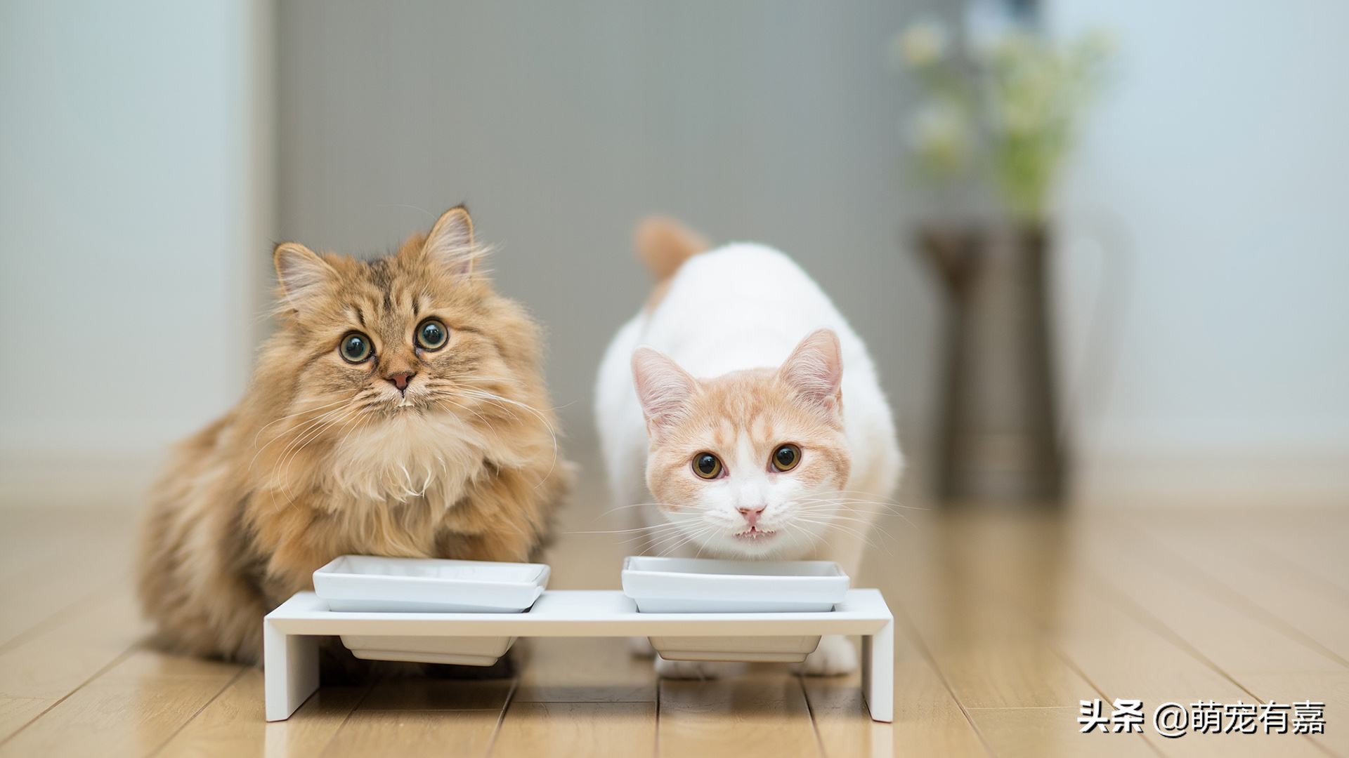 猫传染性鼻气管炎怎么治疗,猫鼻气管炎的症状和治疗方法