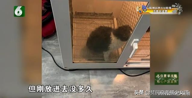 带猫咪出去洗澡就狂躁,如果英短猫发生了应激反应怎么办