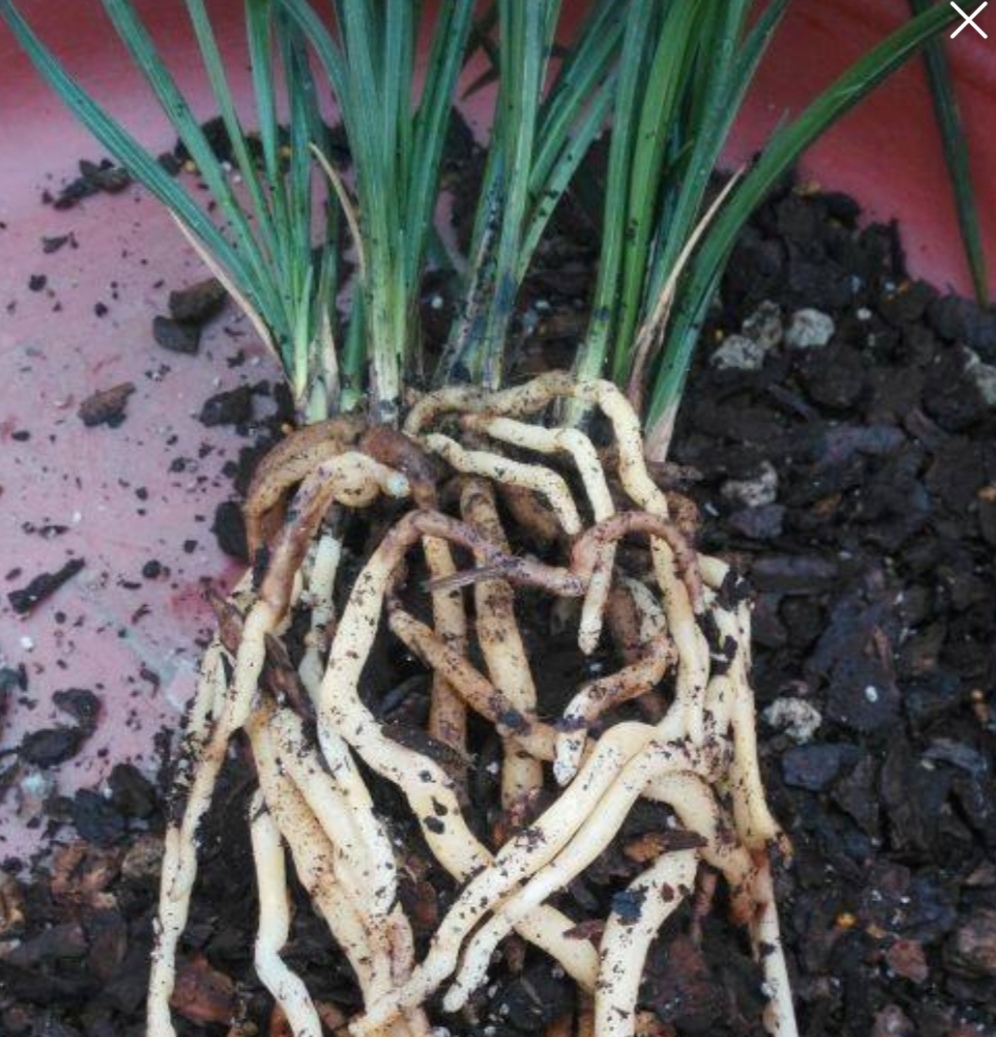 养花的轻质材料,养花积水烂根怎么处理