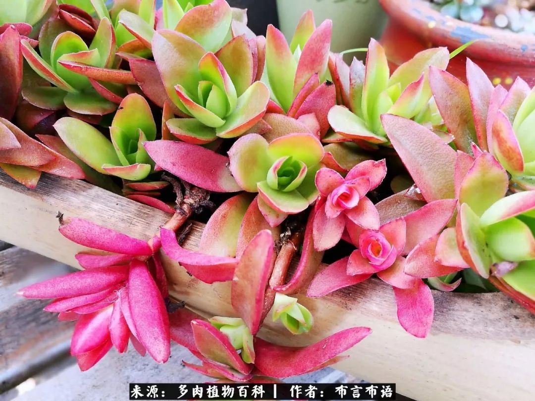 多肉的真实生活感悟,多肉的生活感悟