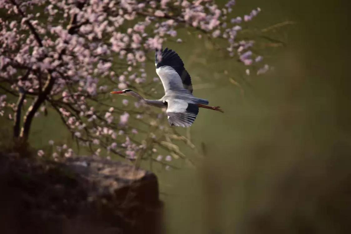 春暖桃花开的视频,春暖桃花开长视频