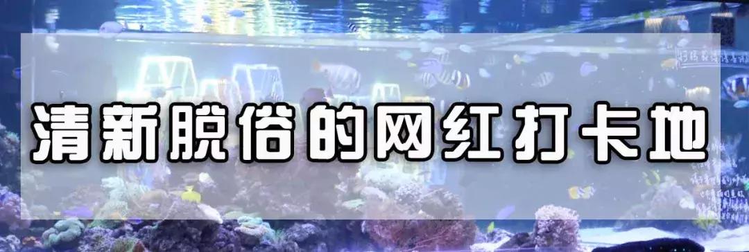 色彩斑斓的海底珊瑚,五彩缤纷的海洋生物视频