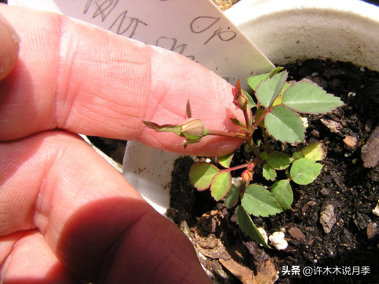 买到牙签苗怎么办,月季牙签苗能买吗