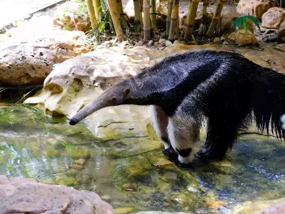 中秋国庆仅138元，两人同行玩转5A长鹿旅游休博园+童话动物王国