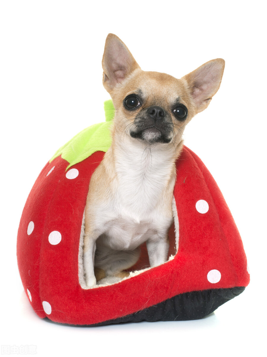 狗不喝水怎么纠正,狗不吃食怎么办小妙招