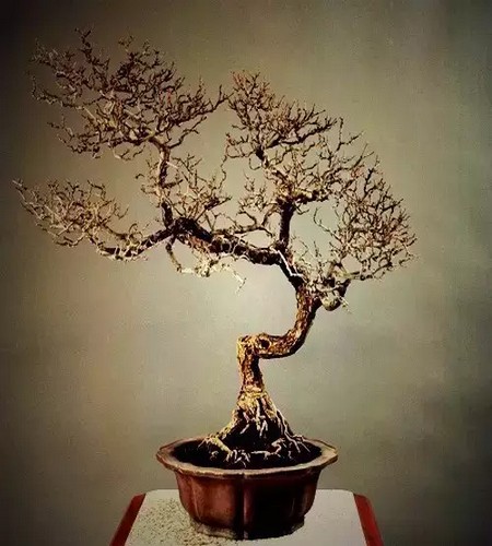 附石悬崖式罗汉松盆景图片,附石罗汉松造型图片