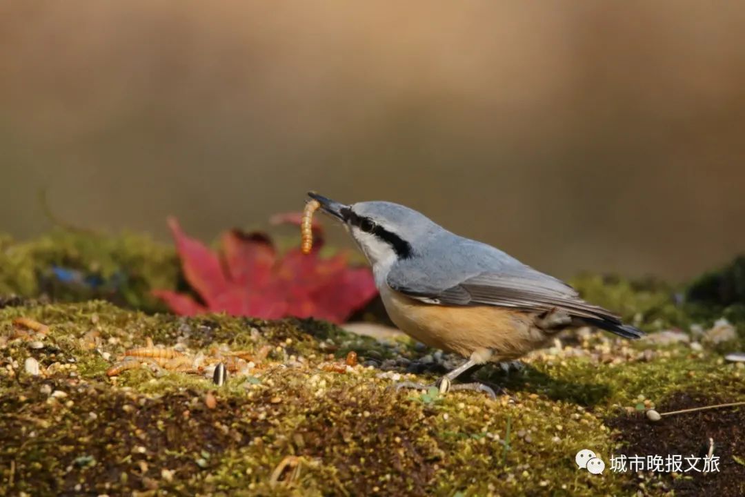 城晚拍拍丨秋色如画
