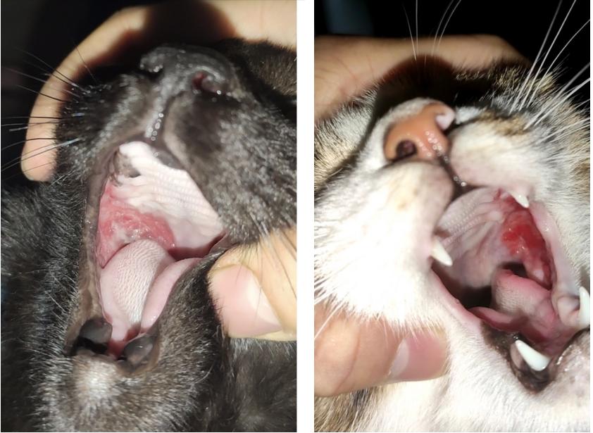 全口拔牙后哪些口炎不能治疗,猫口炎不拔牙保守治疗能好么