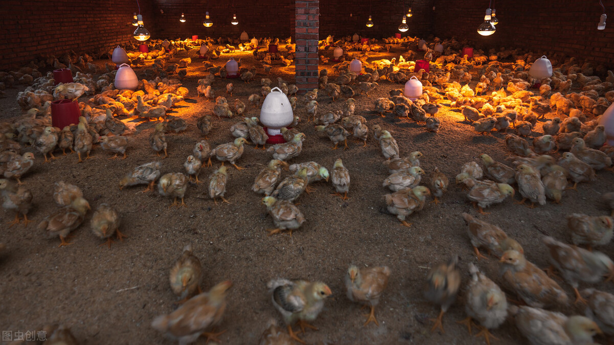 鸡感冒吃土霉素好还是阿莫西林,鸡感冒流鼻涕有咕噜声喂什么药