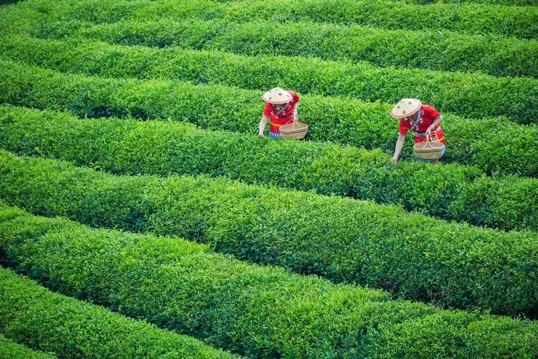 今日谷雨雨生百谷完整视频,谷雨春己暮夏将至雨生百谷