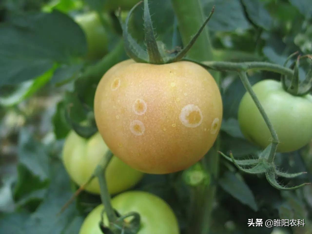 灰霉病很顽固,难根除,教你几个最有效的防治方法