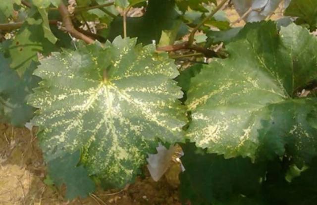 刚长出葡萄叶片发黄褐色斑点,葡萄叶片发黄可以用磷酸二氢钾吗